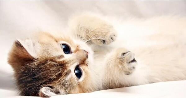 عکس گربه فنجانی