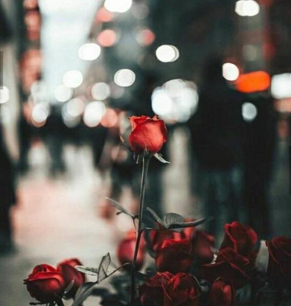 عکس پروفایل خاص گل