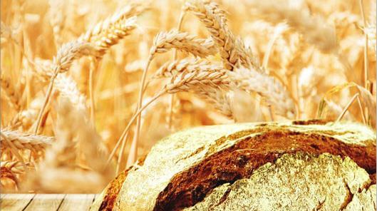 عکس فول اچ دی گندم زار