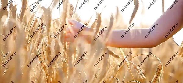عکس فول اچ دی گندم زار