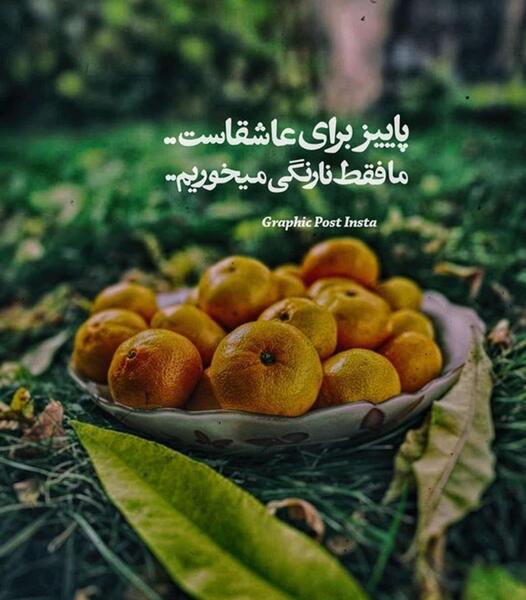 عکس پاییز و نارنگی