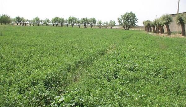 عکس پودر یونجه
