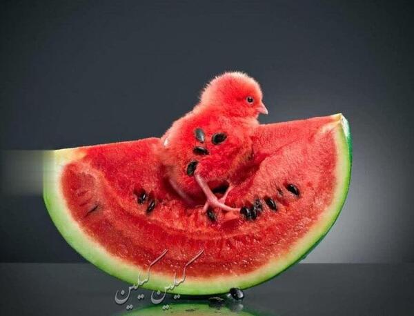 عکسهای دیدنی یلدا