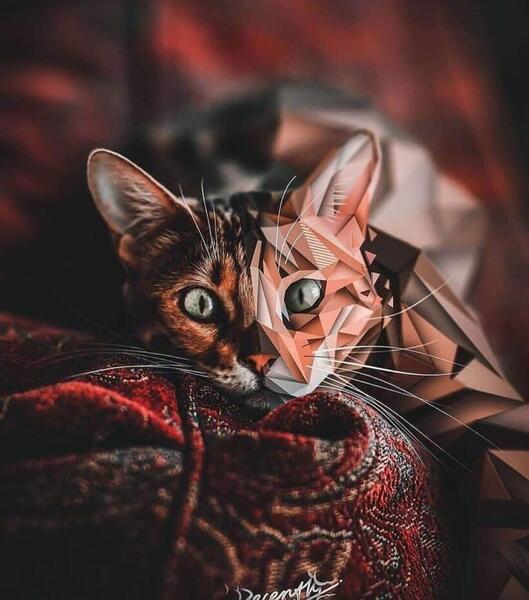 عکس پروفایل به حرف گربه سیاه بارون نمیاد
