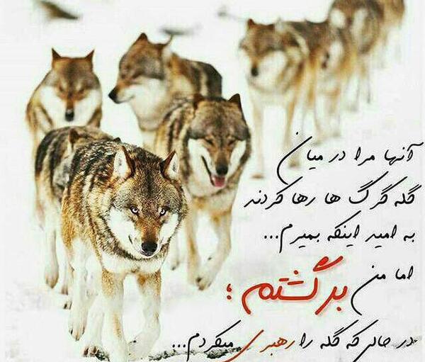 عکس پروفایل پسرانه لاتی با متن متن