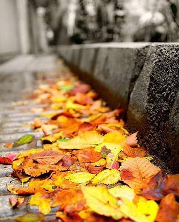 عکس پاییز تهران