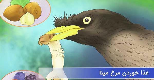 عکس پرنده مینا سخنگو