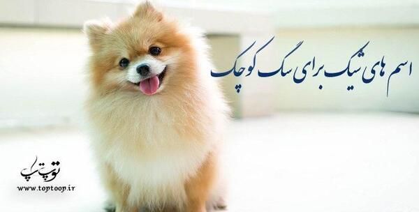 عکس سگ قشنگ