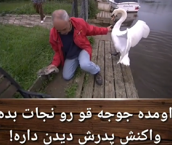 عکس جوجه قو