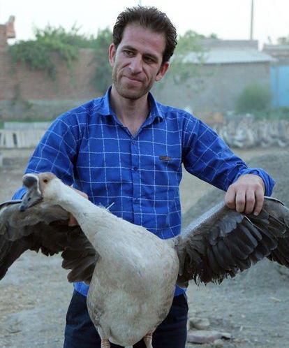 عکس جوجه قو