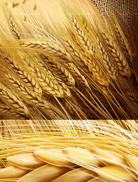 عکس گندم زار با کیفیت بالا