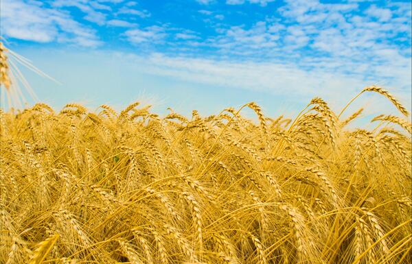 عکس گندم زار با کیفیت بالا