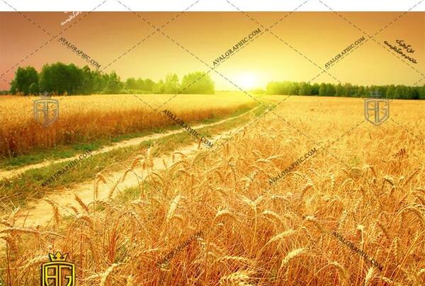 عکس گندم زار با کیفیت بالا