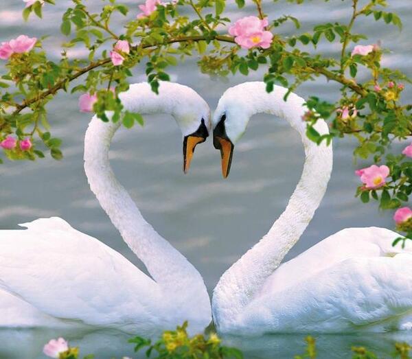 عکس دوتا قو