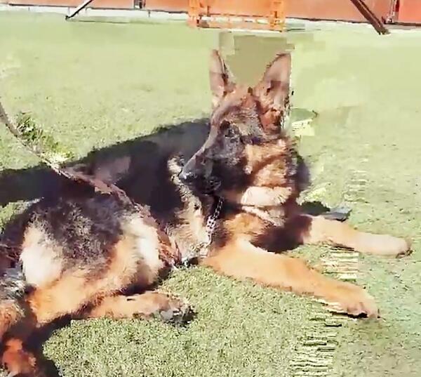 عکس سگ ژرمن کلاس a