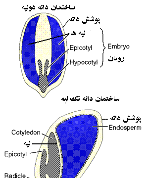 عکس گیاهان دو لپه