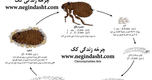 عکس کیک حشره