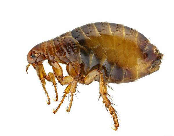 عکس کیک حشره