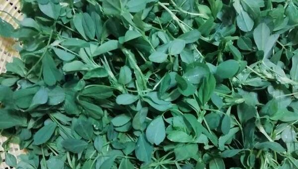 عکس یونجه