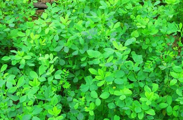 عکس یونجه