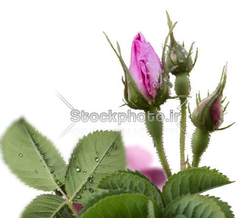 عکس گل رز و غنچه