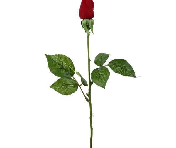 عکس گل رز و غنچه