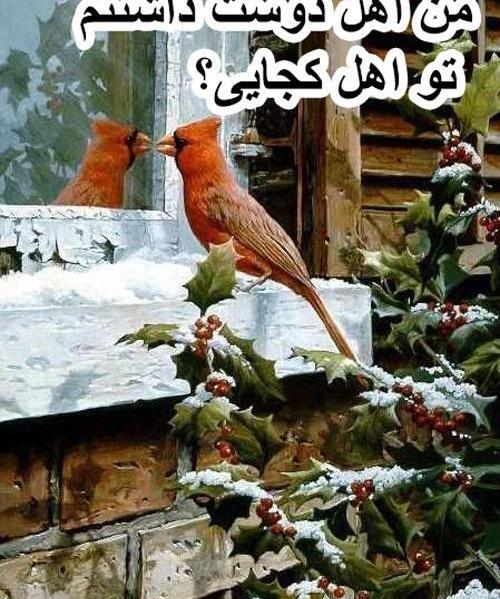عکس پرنده تنها برای پروفایل
