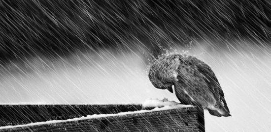 عکس پرنده تنها برای پروفایل