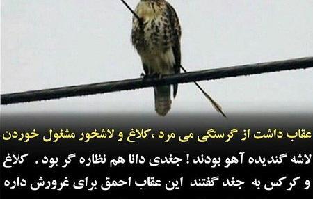 عکس پرنده تنها برای پروفایل