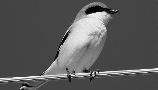 عکس پرنده تنها برای پروفایل