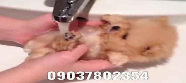 عکس سگ فنجونی کوچولو