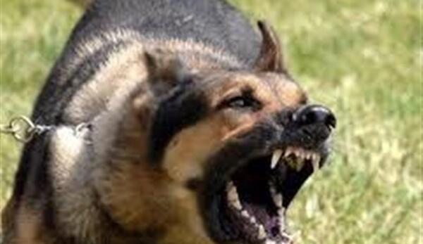 عکس سگ ژرمن وحشی