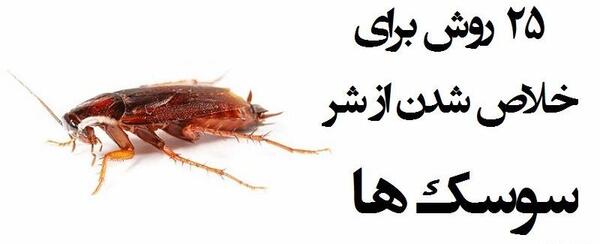 عکس سوسک اره کش خال سفید