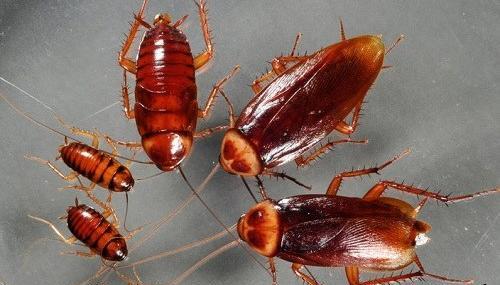 عکس سوسک اره کش خال سفید