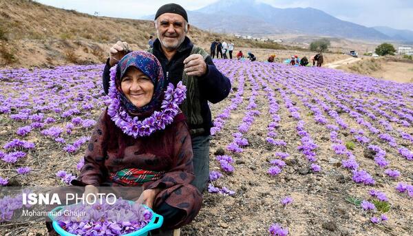 عکس زعفران زیبا