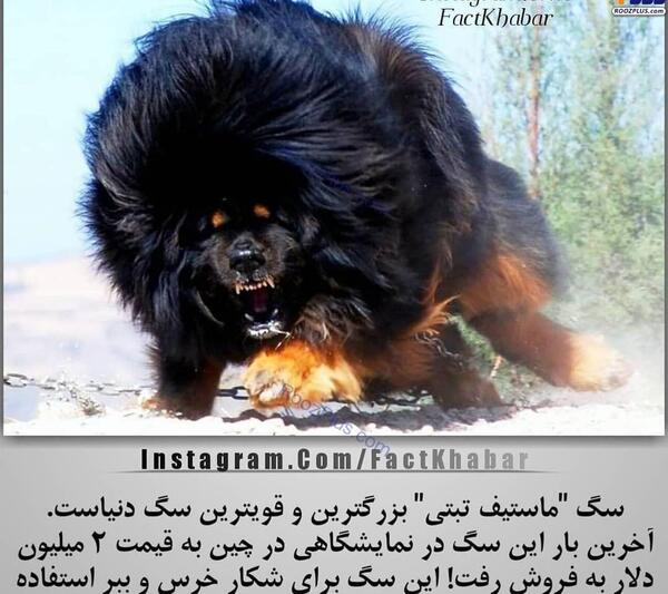 عکس سگ قوی