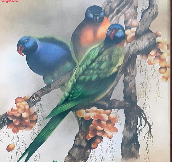 عکس طوطی برای نقاشی