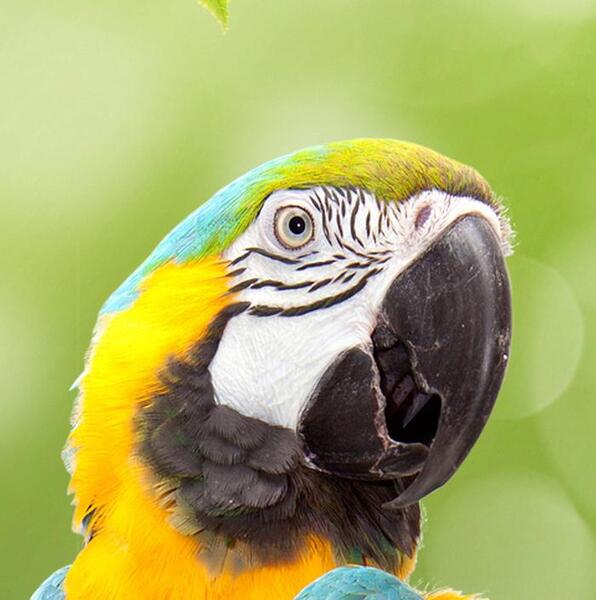 عکس طوطی برای نقاشی