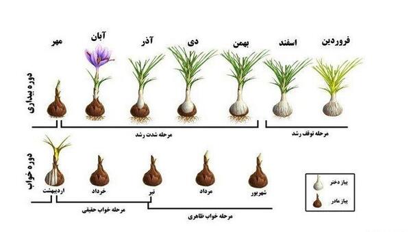 عکس کاشت پیاز زعفران
