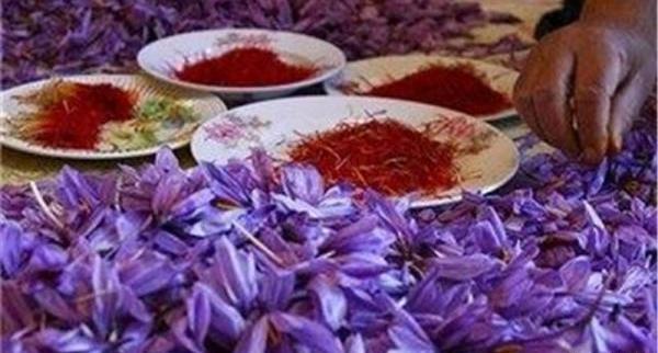 عکس فروش زعفران