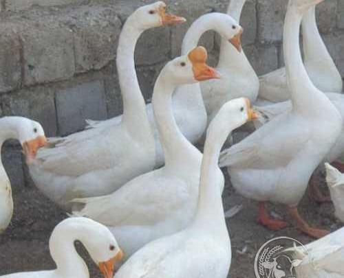 عکس قوغاز چینی