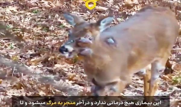 عکس گوزن زامبی