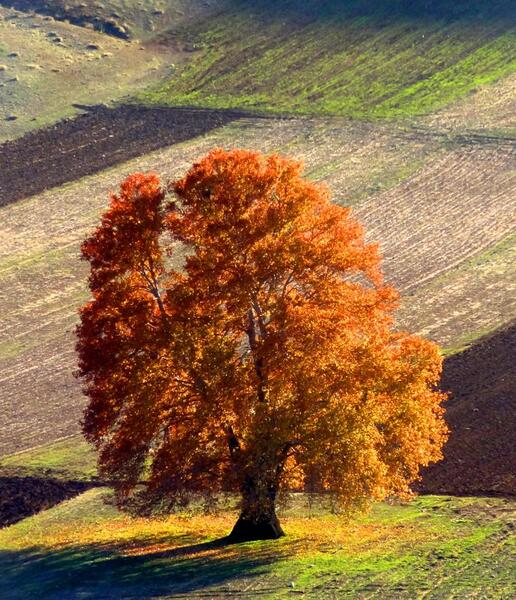 عکس پاییز شهرستان صحنه