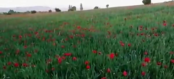 عکس جاهای دیدنی ثمرین