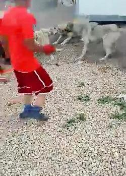 جنگ عکس سگ ظالم ملایر