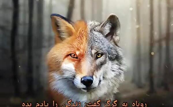 عکس روباه گرگ
