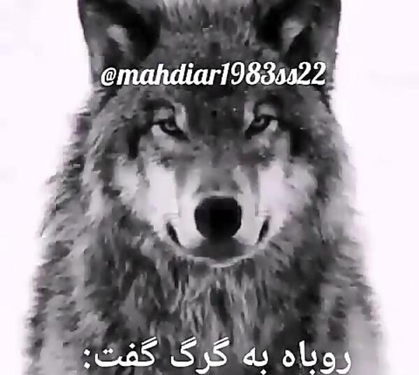 عکس روباه گرگ