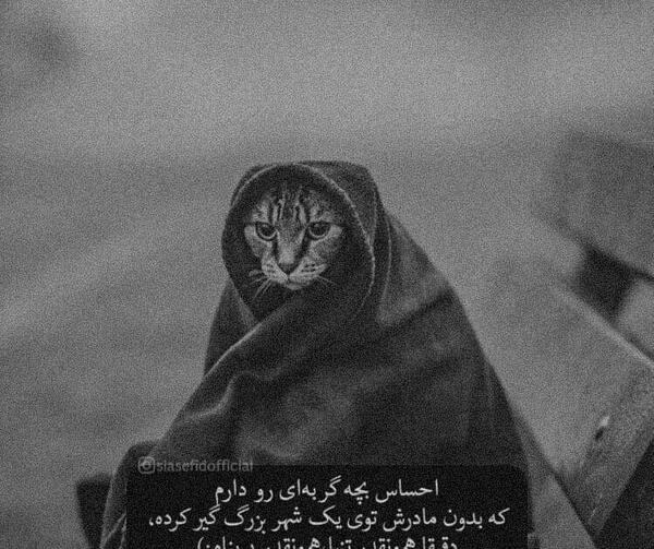 عکس پروفایل گربه تنها