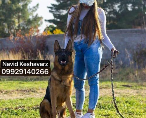 عکس سگ ژرمن شولاین مو بلند