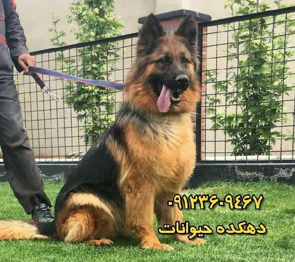 عکس سگ ژرمن شولاین مو بلند